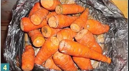 О хранении моркови