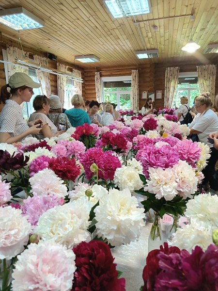 Роскошное цветение пионов