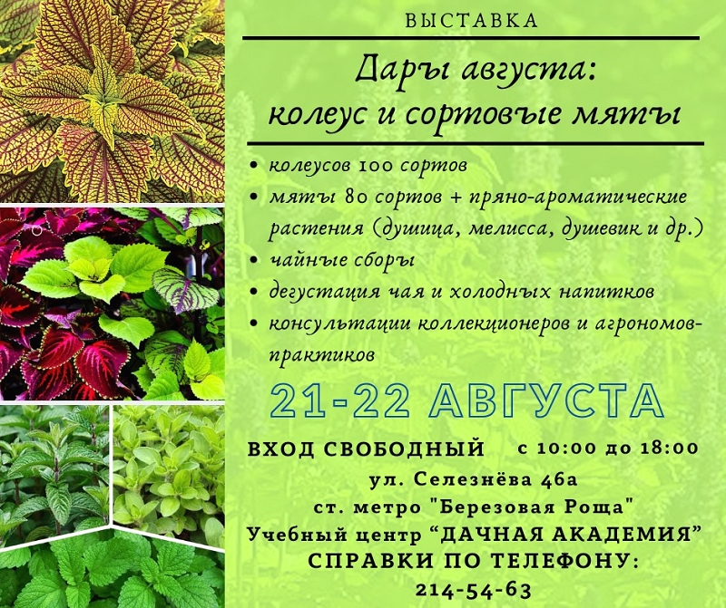 Дары августа: колеус и сортовые мяты