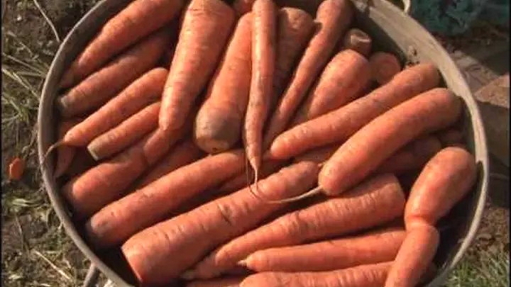 Хранение моркови
