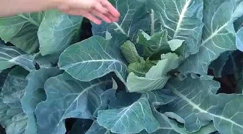Цветная капуста