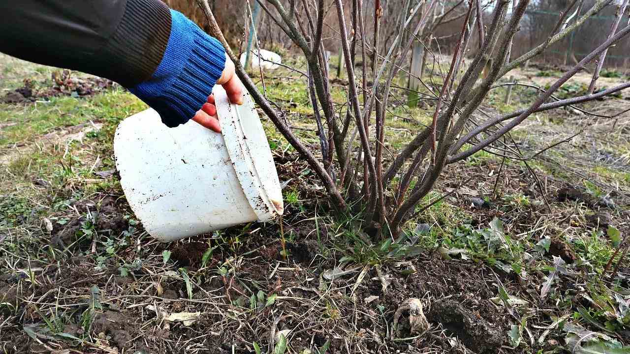 Удобряем кустарники