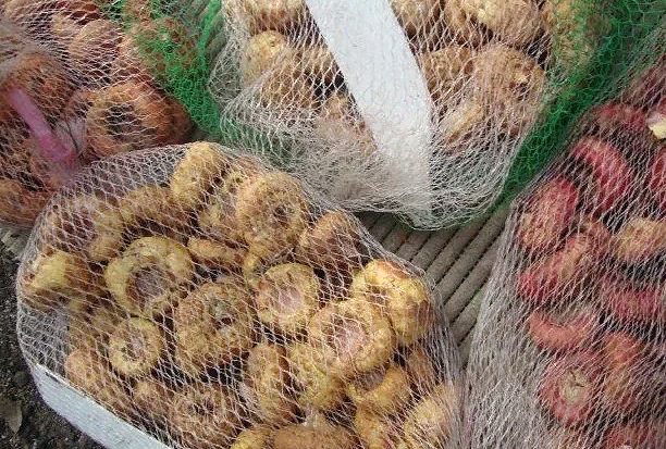 Как хранятся гладиолусы