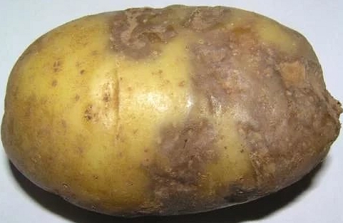 Потерянный урожай