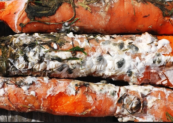 Гниль моркови