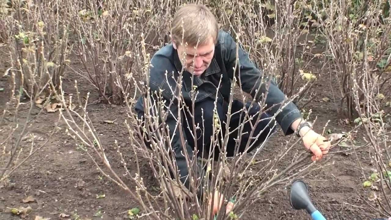 Ранняя обрезка