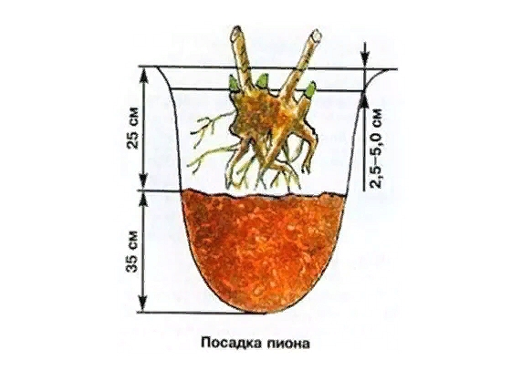 Посадка пионов