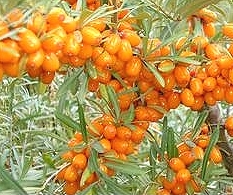 Кладовая витаминов
