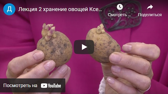 Хранение овощей