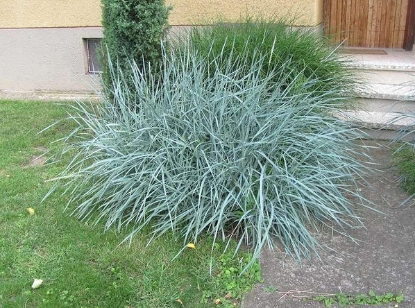 Агрессивные злаки