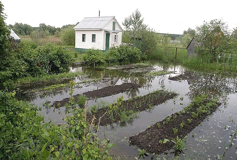 Сад на болоте