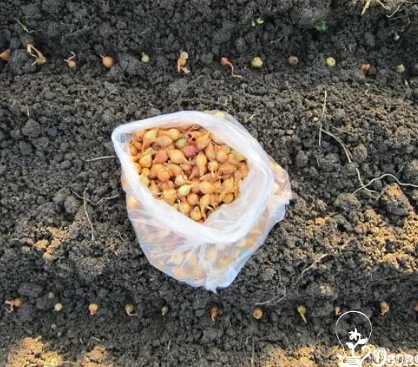 Осенняя посевная
