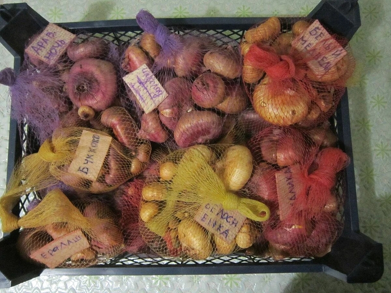 Хранение гладиолусов (мой опыт)