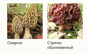 Осторожно, грибы!
