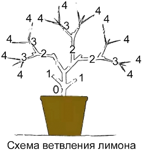 Формировка лимона