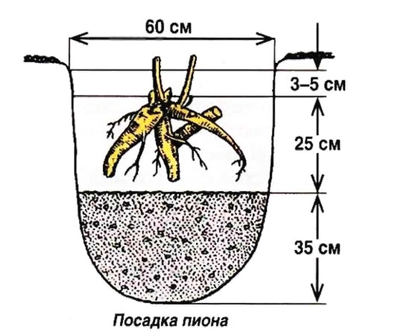 Посадка пионов