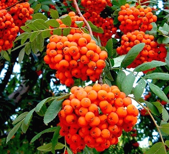 Рябина в саду
