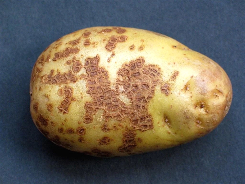 Парша картофеля