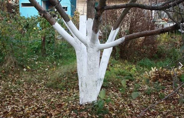 Осенний сад