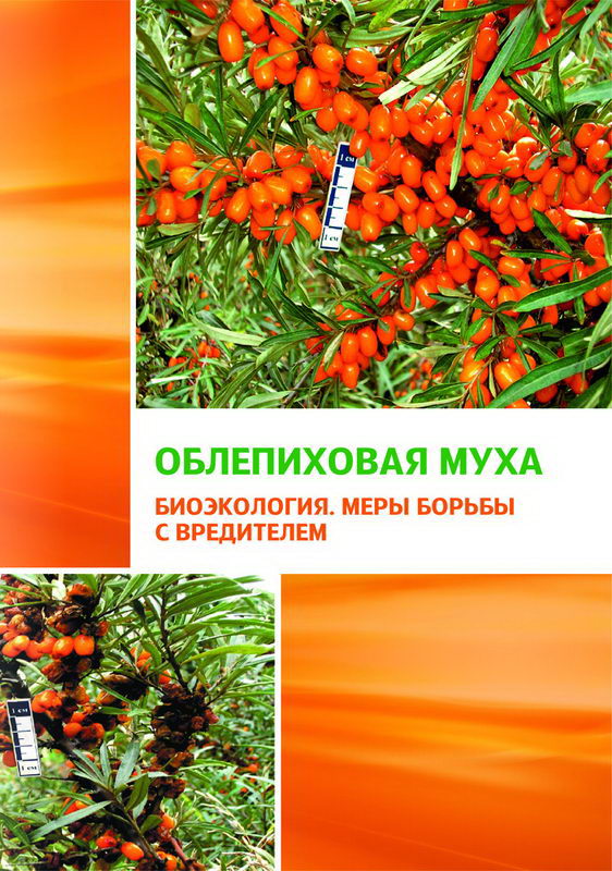 Облепиховая муха. Биоэкология. Меры борьбы с вредителем