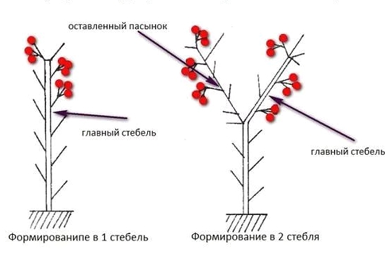 Формирование томата