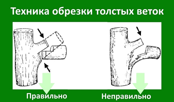 Успешная обрезка