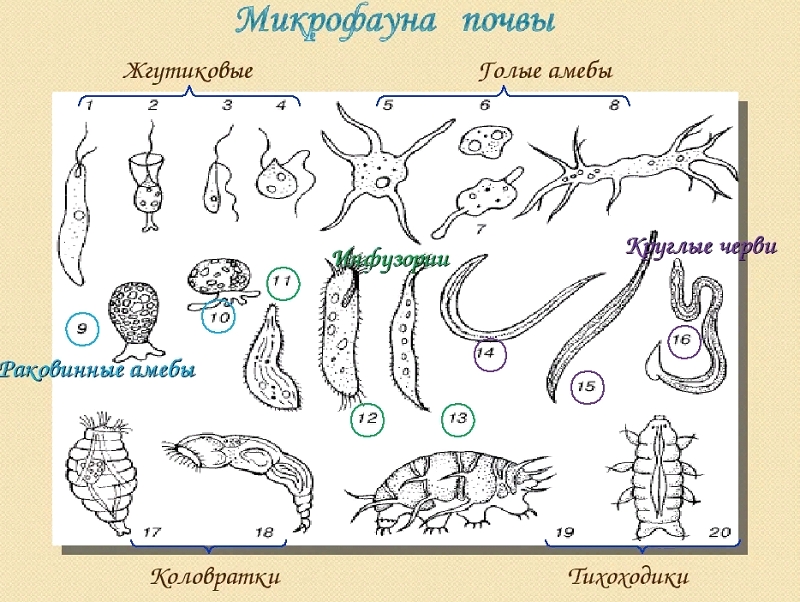 Подземные помощники
