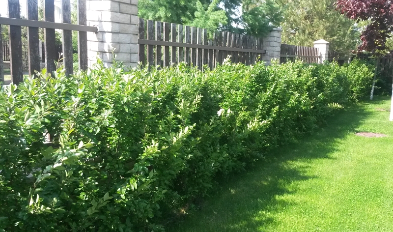 Живая изгородь