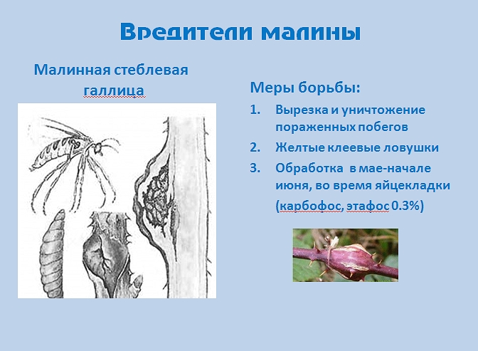 Присмотритесь к малине