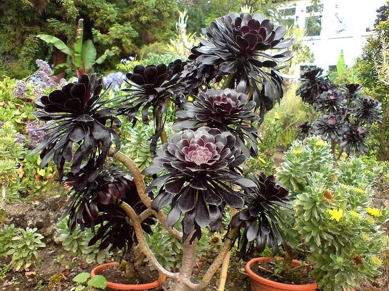 Иониум древовидный