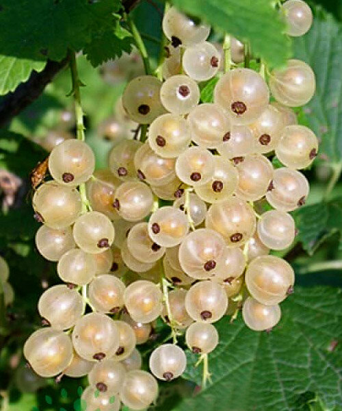 Белая Фея (Алмазная)