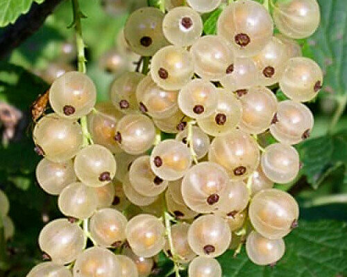 Белая Фея (Алмазная)