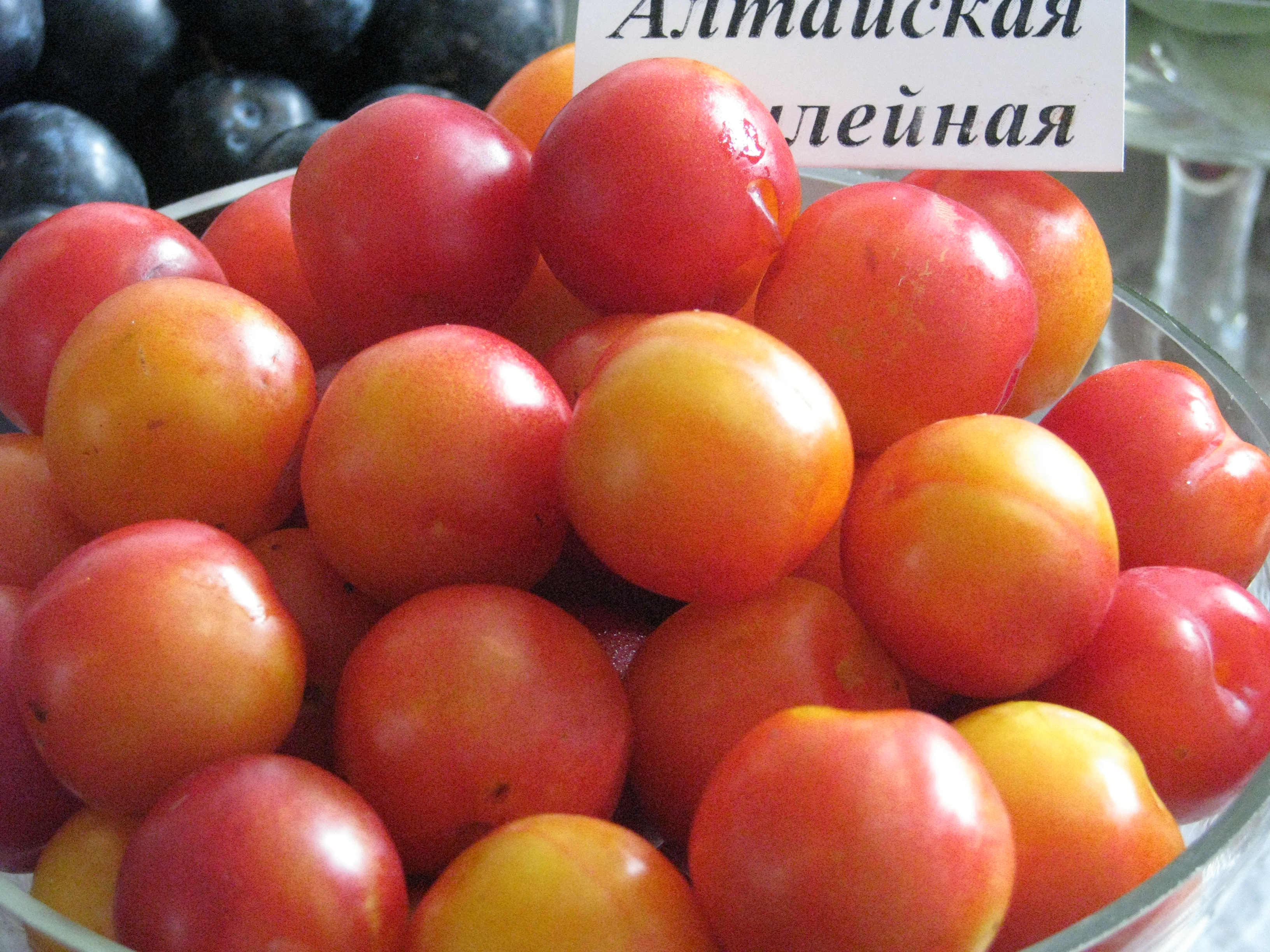 Алтайская Юбилейная