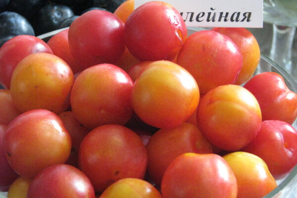 Алтайская Юбилейная