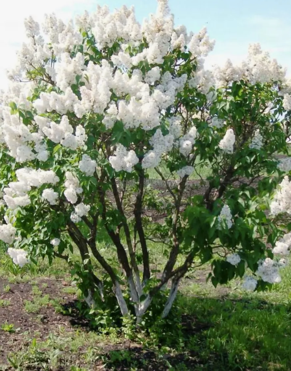Жанна Д'Арк