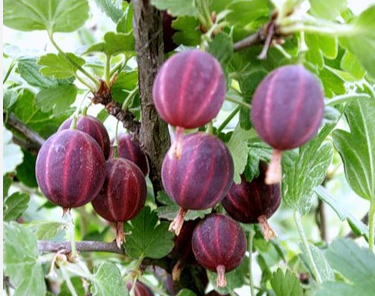 Консул (Сенатор)