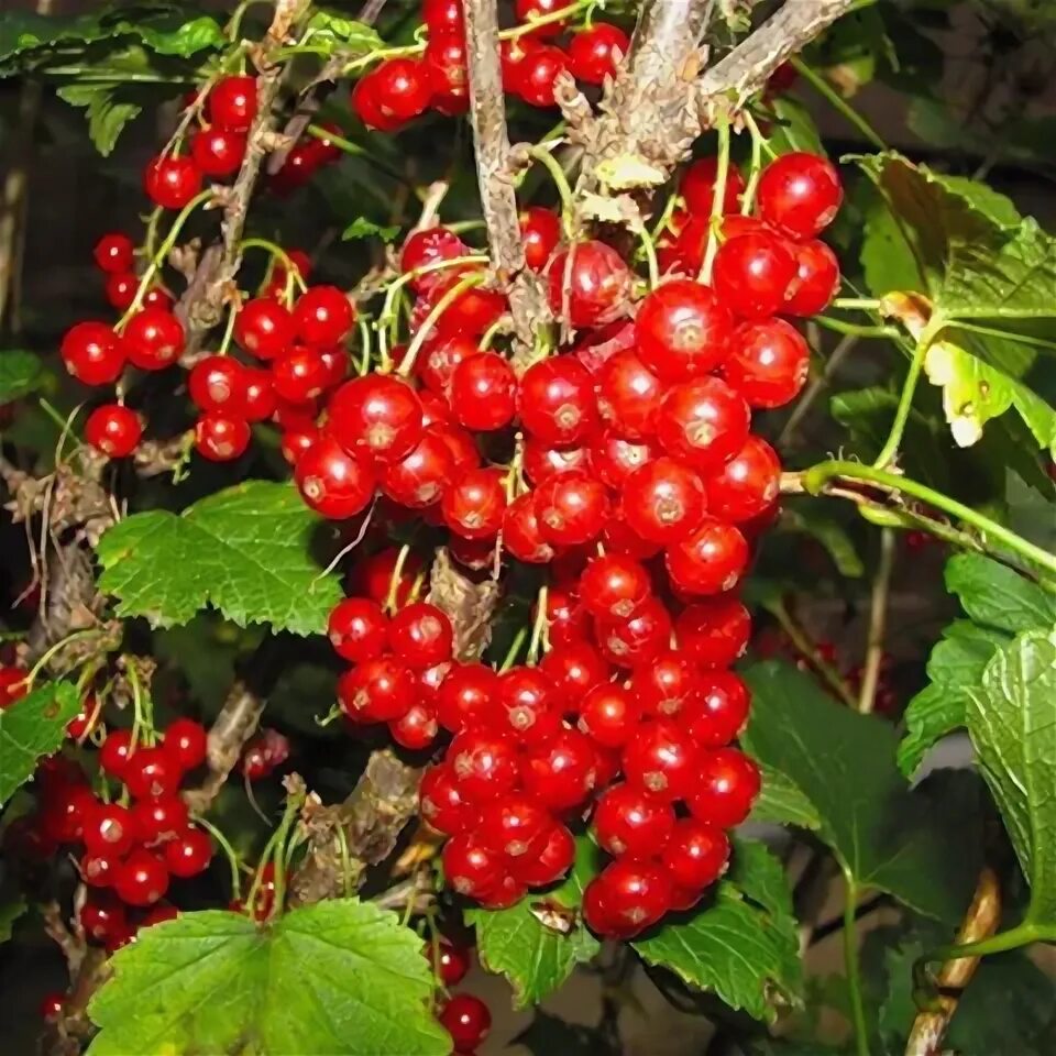 Орловская звезда