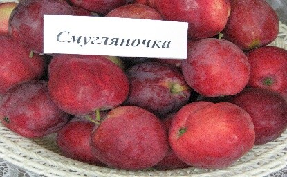 Смугляночка