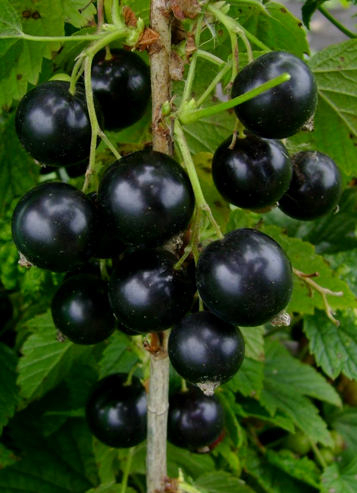 Лючия (Лучия)