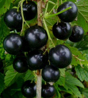 Лючия (Лучия)
