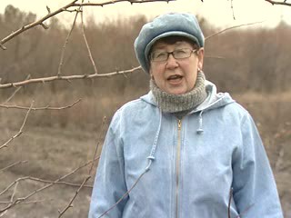 Ответы на вопросы: побелка яблони, мужская и женская облепиха.