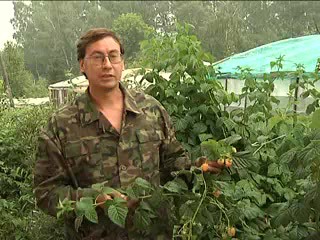Желтоплодная малина. Овечкин И.Д.
