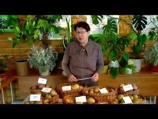 Сорта картофеля Титова Г.Т.