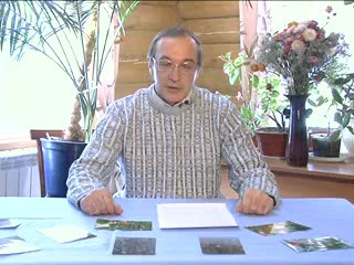 Абрикос в Новосибирске. Пеганов С.А.