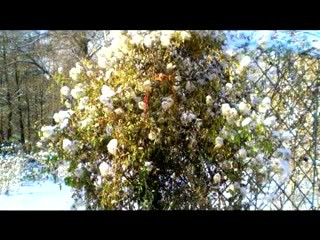 Декоративные кустарники Воронцова В.Ю.