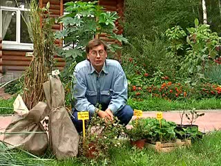 Посадка сада. Овечкин И.Д.