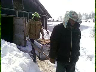Выставка пчел из зимовника. Кашковский В.Г.