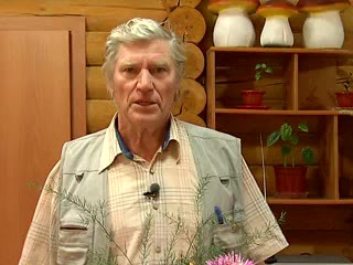 Георгины. Мазурин В.С.