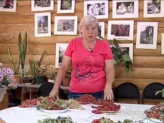Красная смородина. Воробьева Н.М.