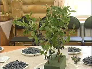 Вредители ягодных культур (малинная муха, крыжовниковая огневка). Титова Г.Т.